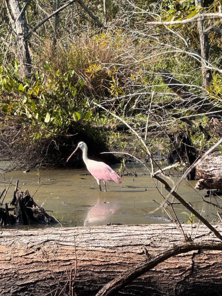 Roseate Spoonbill - ML642280836