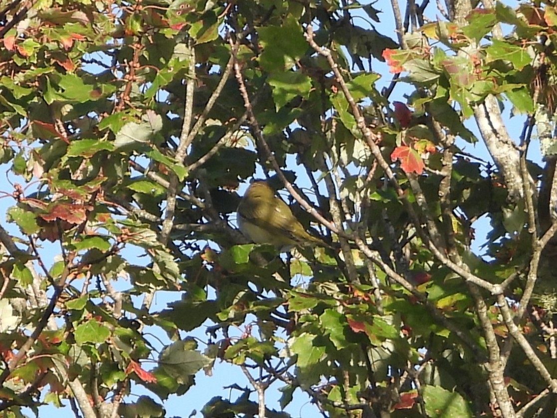 Philadelphia/Warbling Vireo - ML642280838
