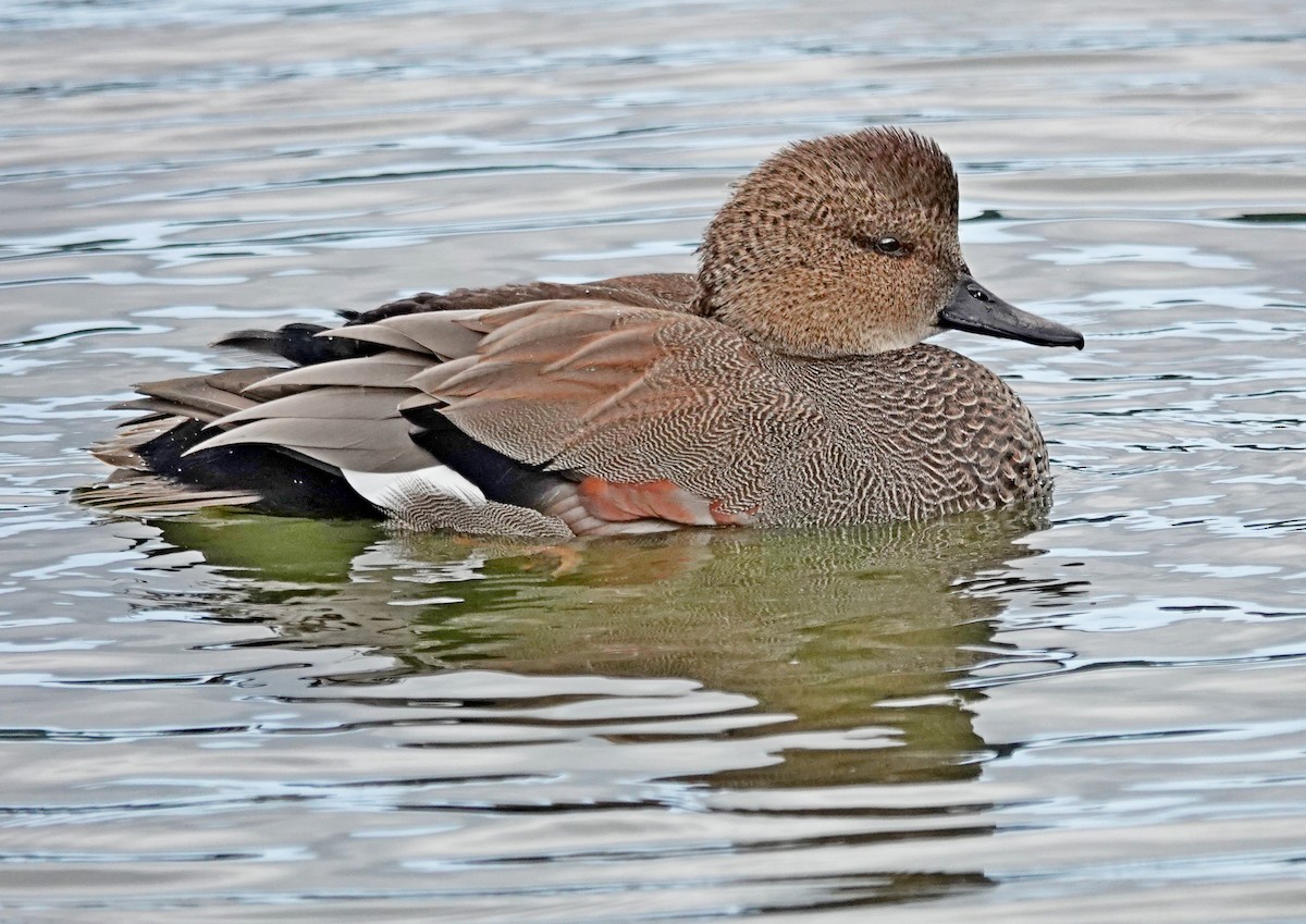 Gadwall - ML642280854