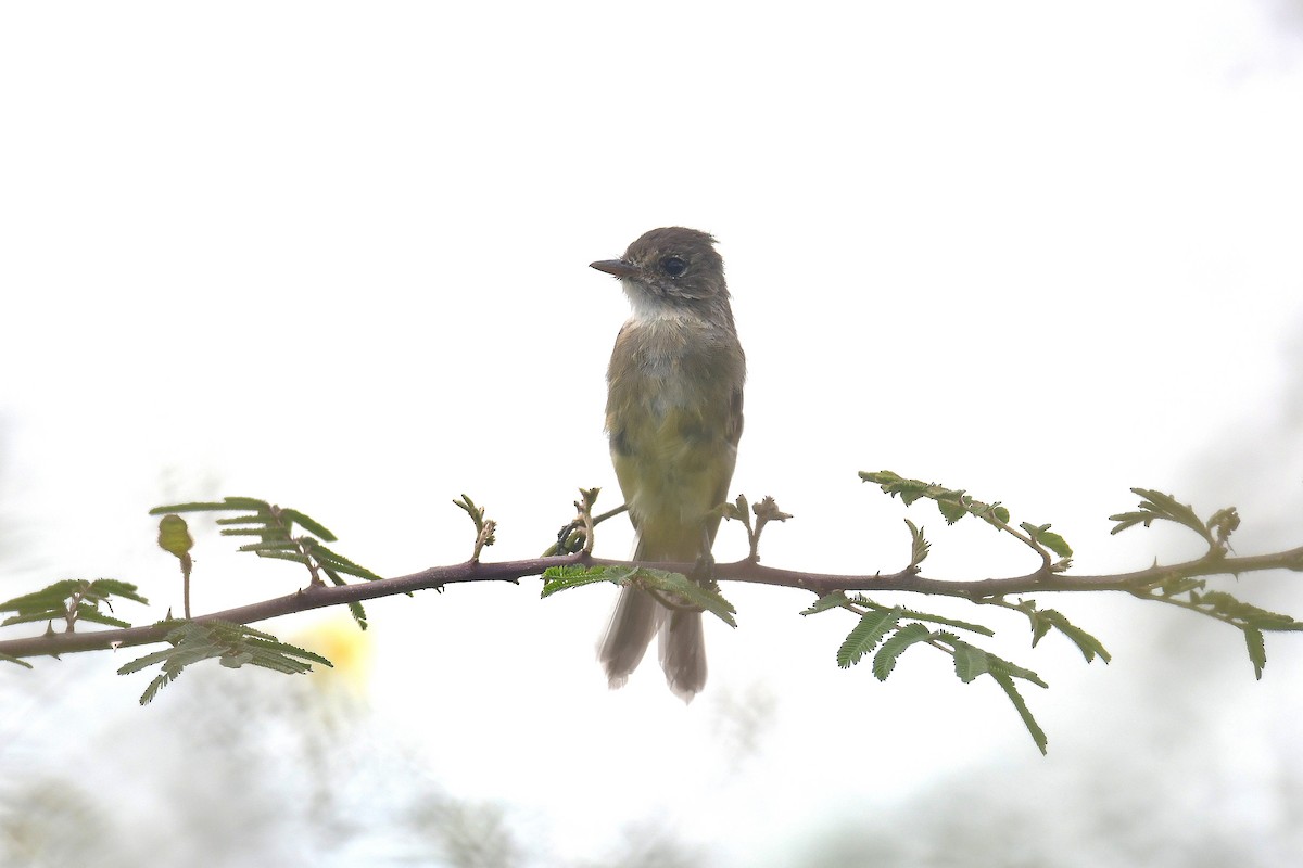 White-throated Flycatcher - ML642280904