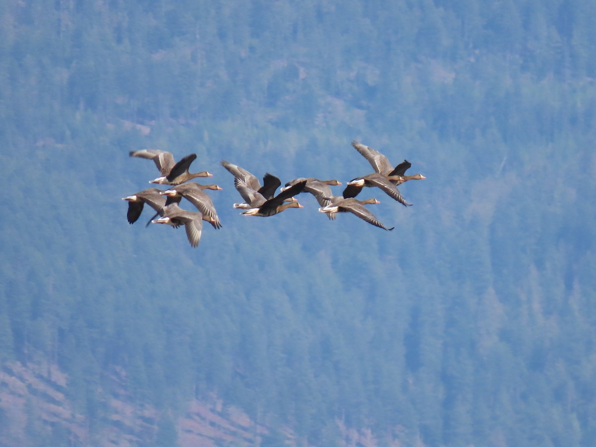 Greater White-fronted Goose - ML642280917