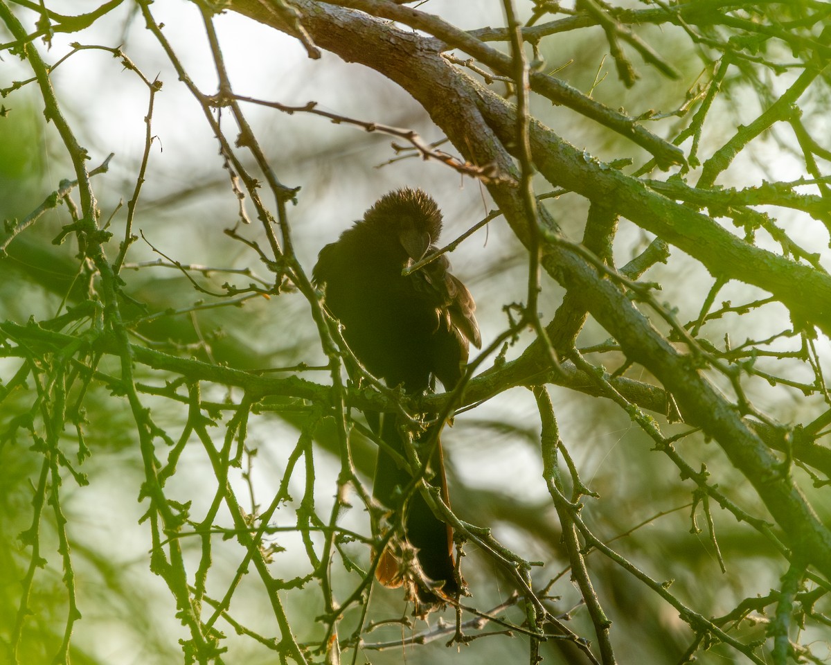 Groove-billed Ani - ML642280935