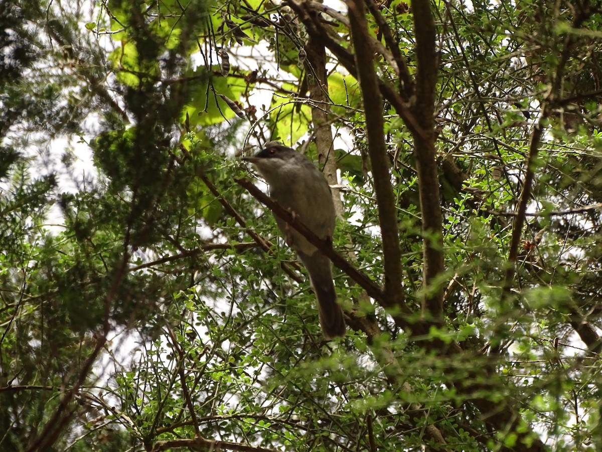 Sardinian Warbler - ML642280971