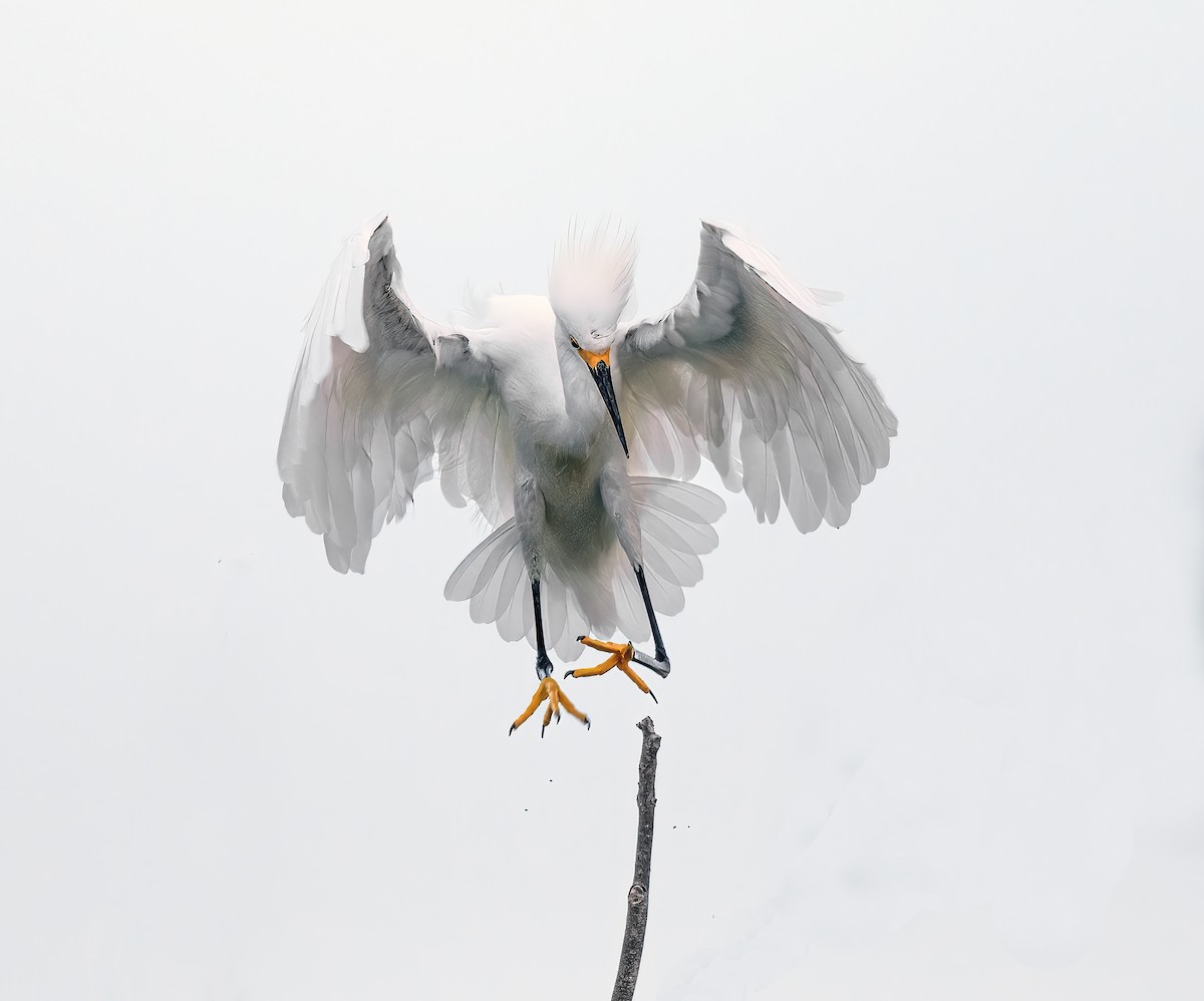 Snowy Egret - ML642280973