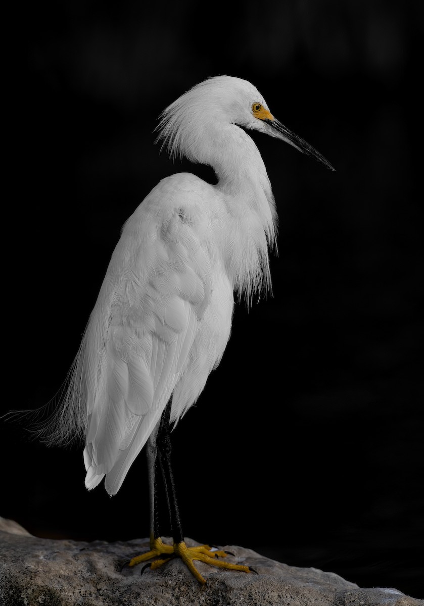 Snowy Egret - ML642280974