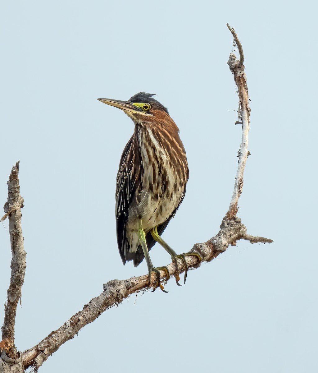 Green Heron - ML642280977