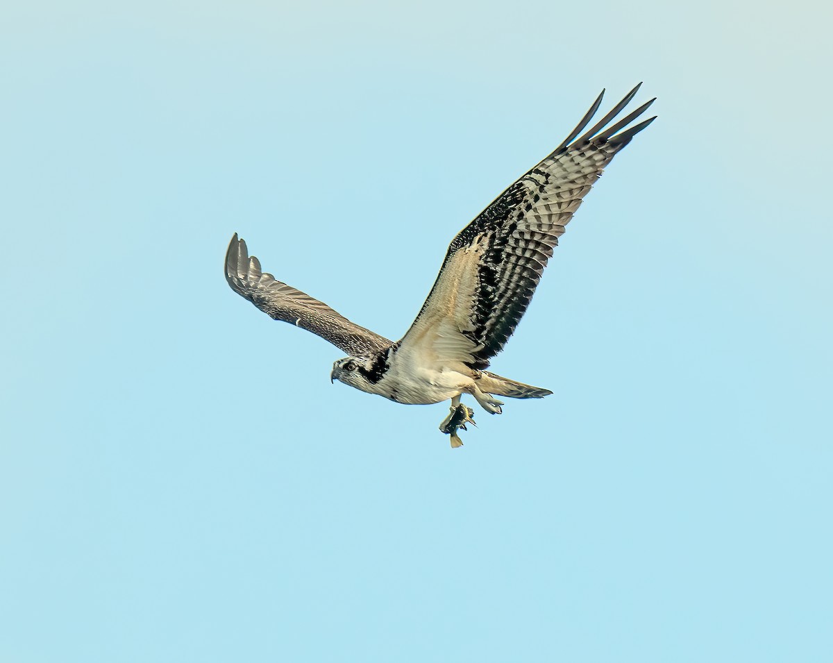 Osprey - ML642280983