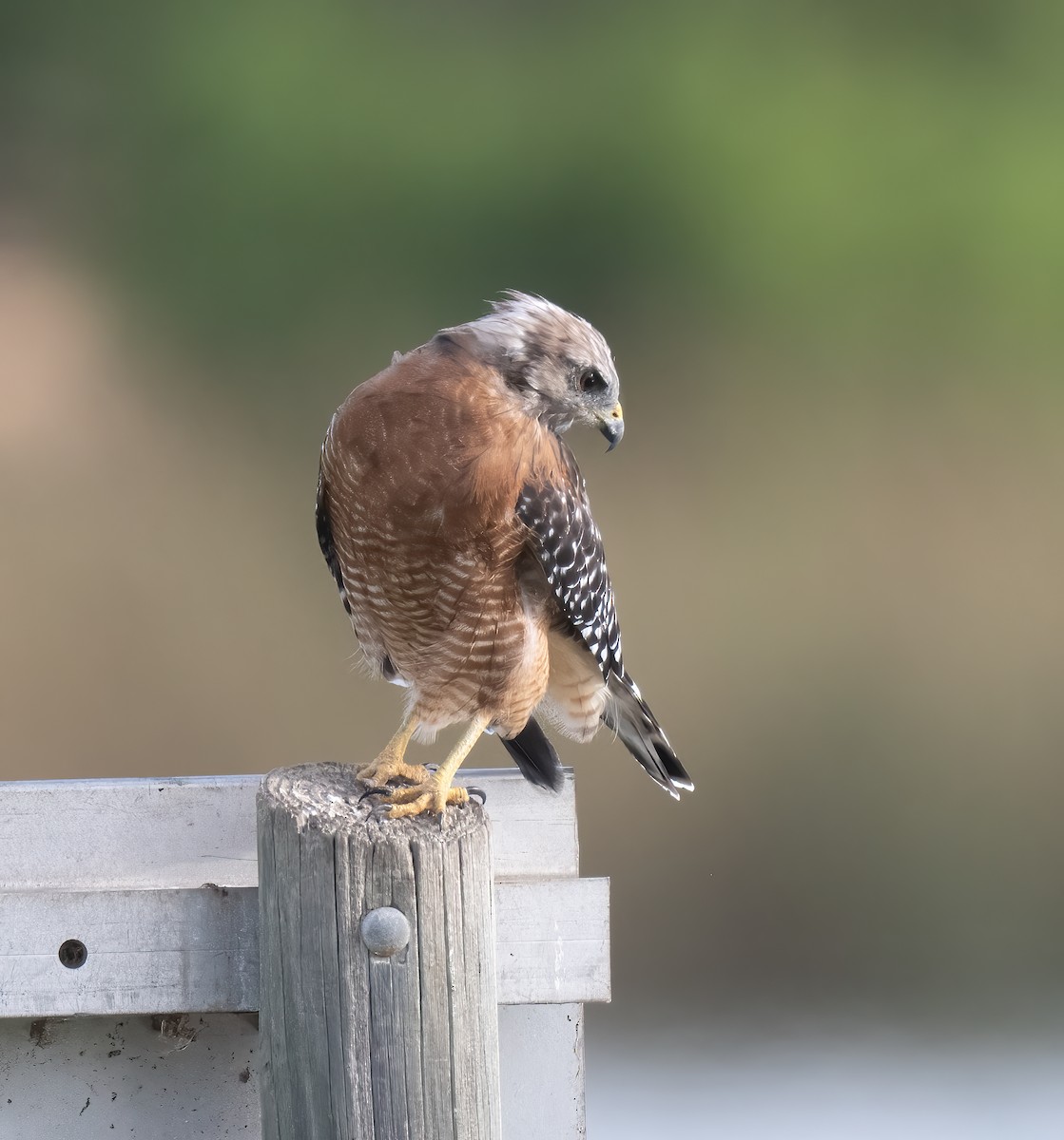Red-shouldered Hawk - ML642280987