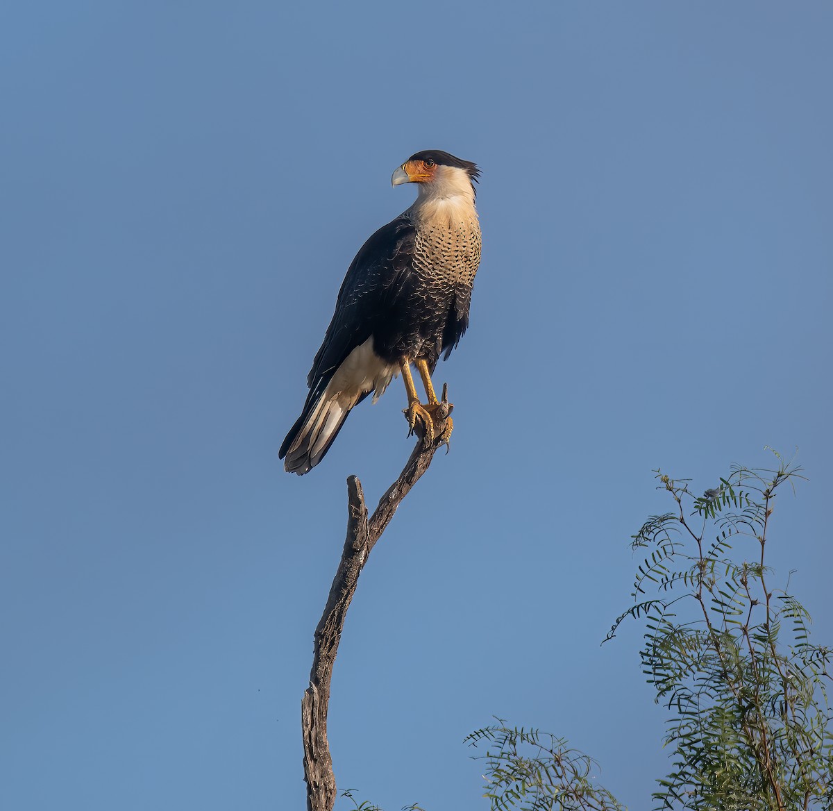 Crested Caracara - ML642280998
