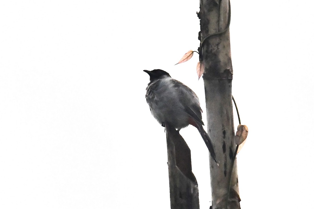 Red-vented Bulbul - ML642281011