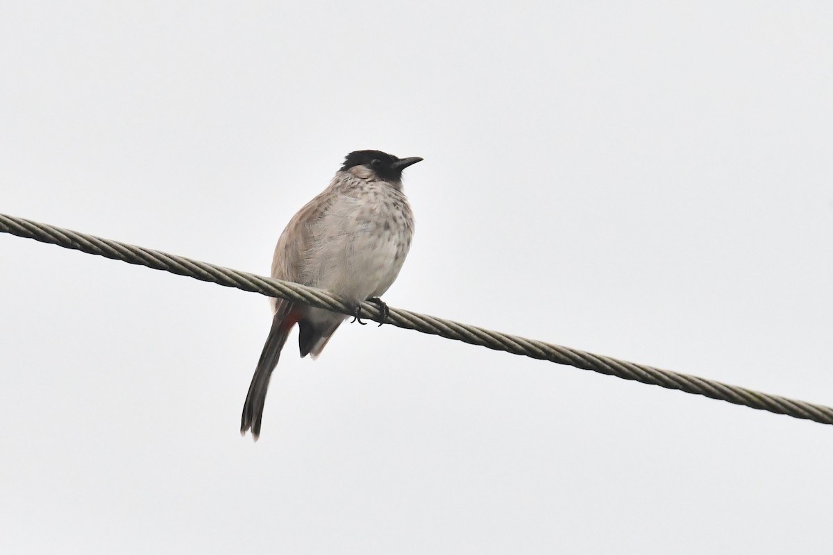 Red-vented x Sooty-headed Bulbul (hybrid) - ML642281020