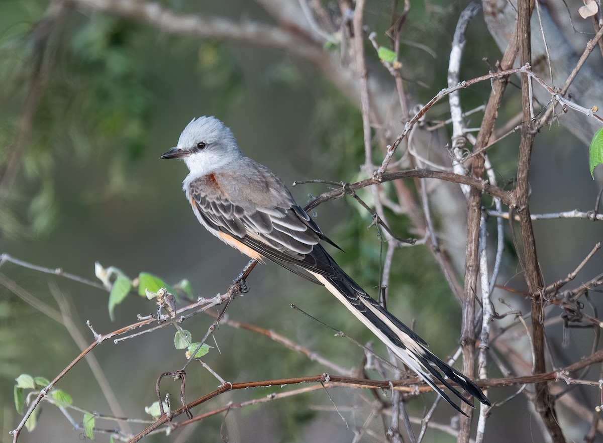 Scissor-tailed Flycatcher - ML642281032