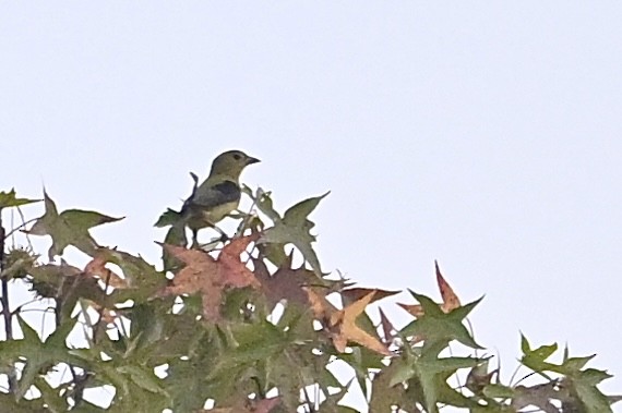 アカフウキンチョウ - ML642281041