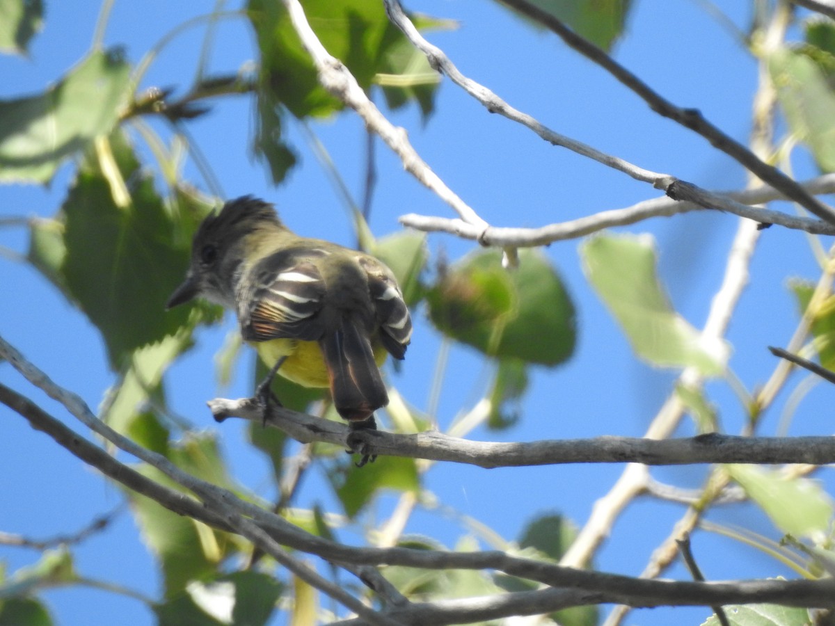Great Crested Flycatcher - ML642281056