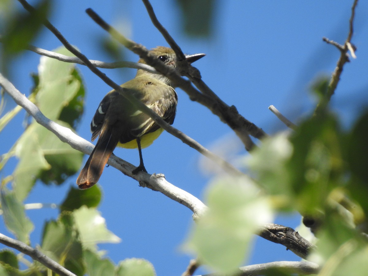 Great Crested Flycatcher - ML642281057