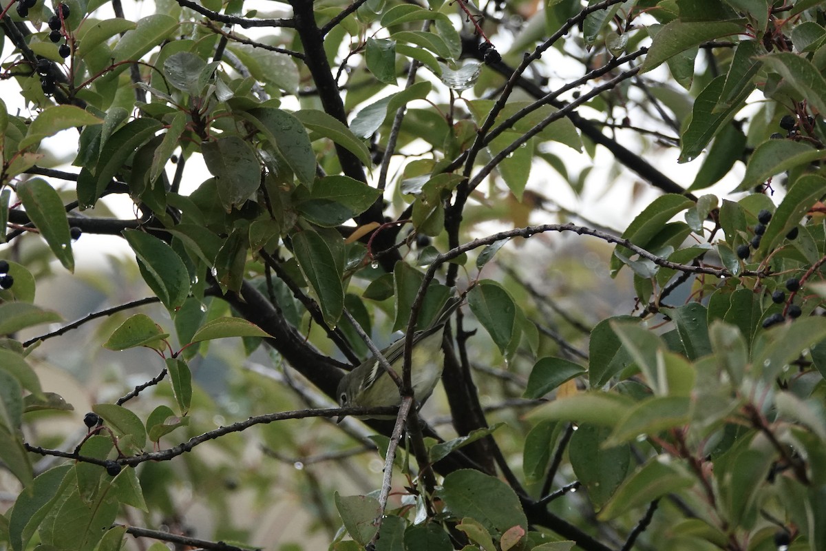 Cassin's Vireo - ML642281073
