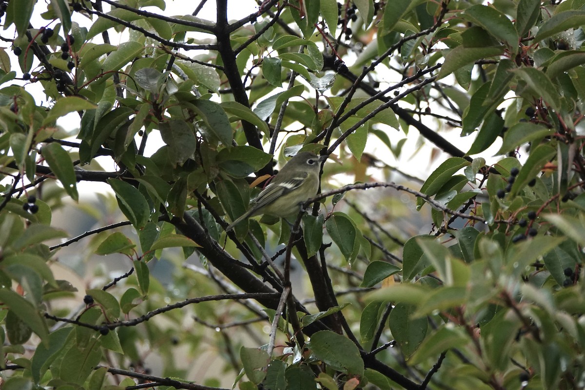 Cassin's Vireo - ML642281074
