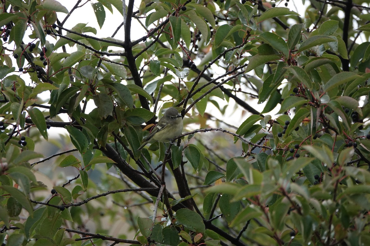 Cassin's Vireo - ML642281075