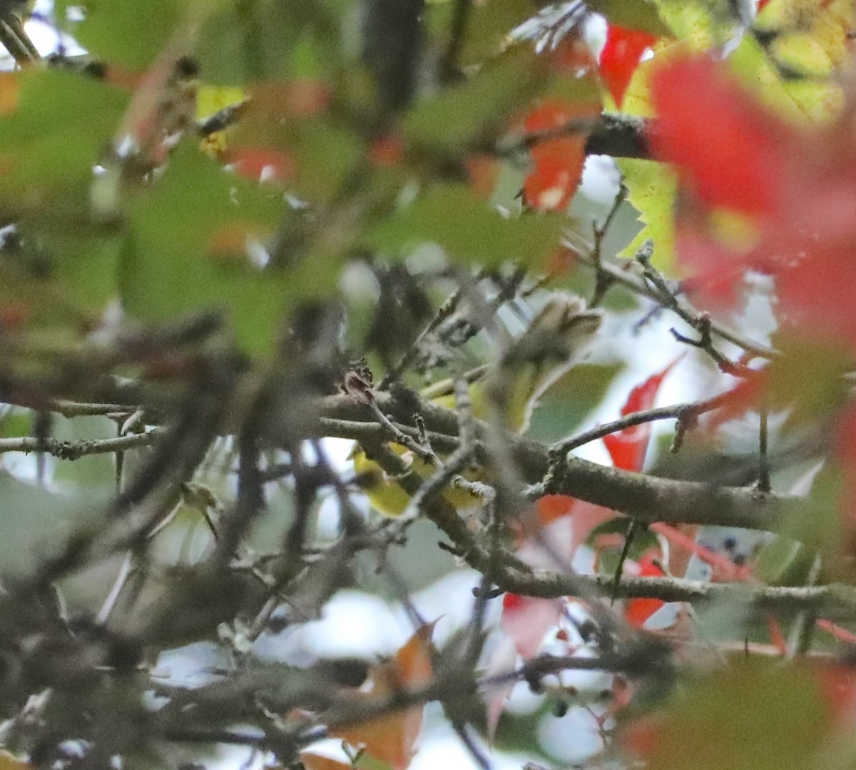 Hooded Warbler - ML642281076