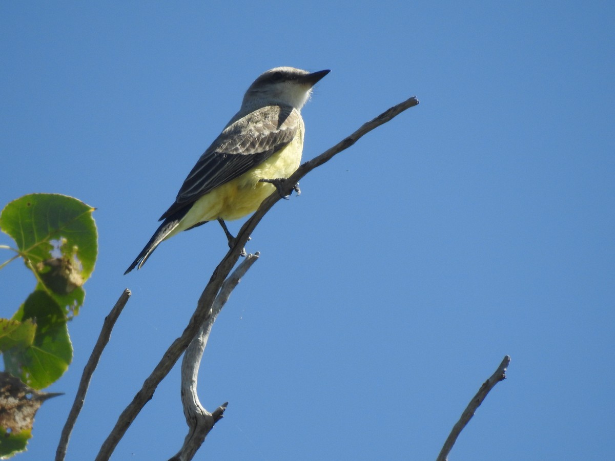 Western Kingbird - ML642281084