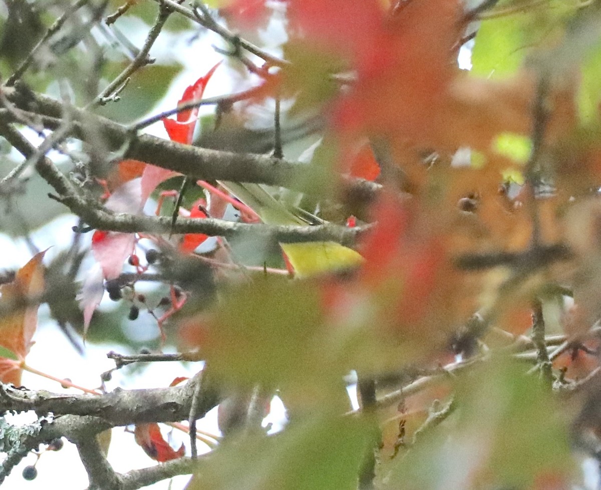 Hooded Warbler - ML642281085