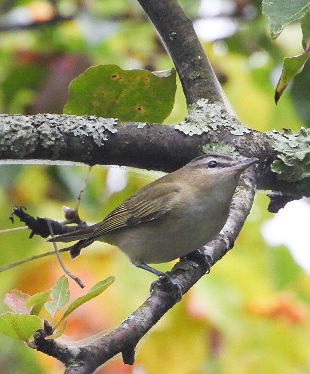 rødøyevireo - ML642281088