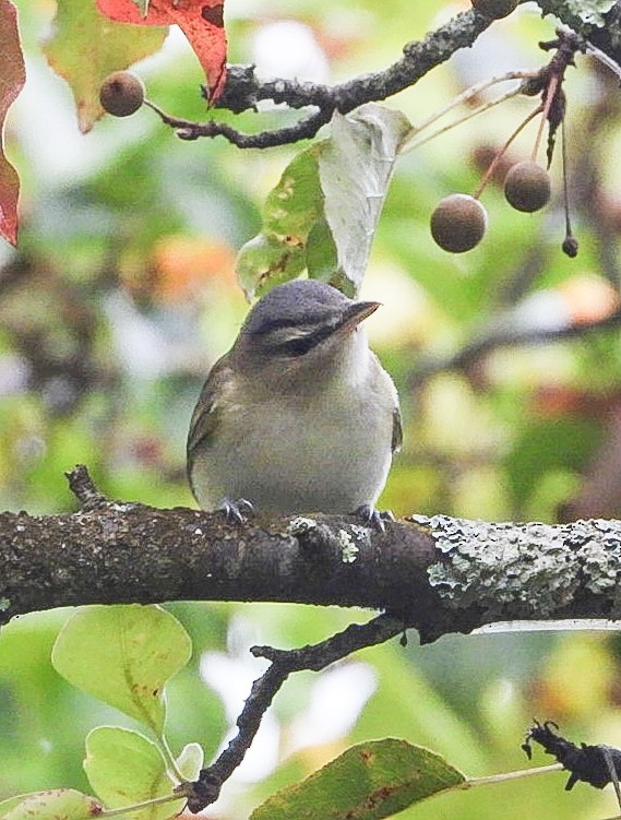 rødøyevireo - ML642281089