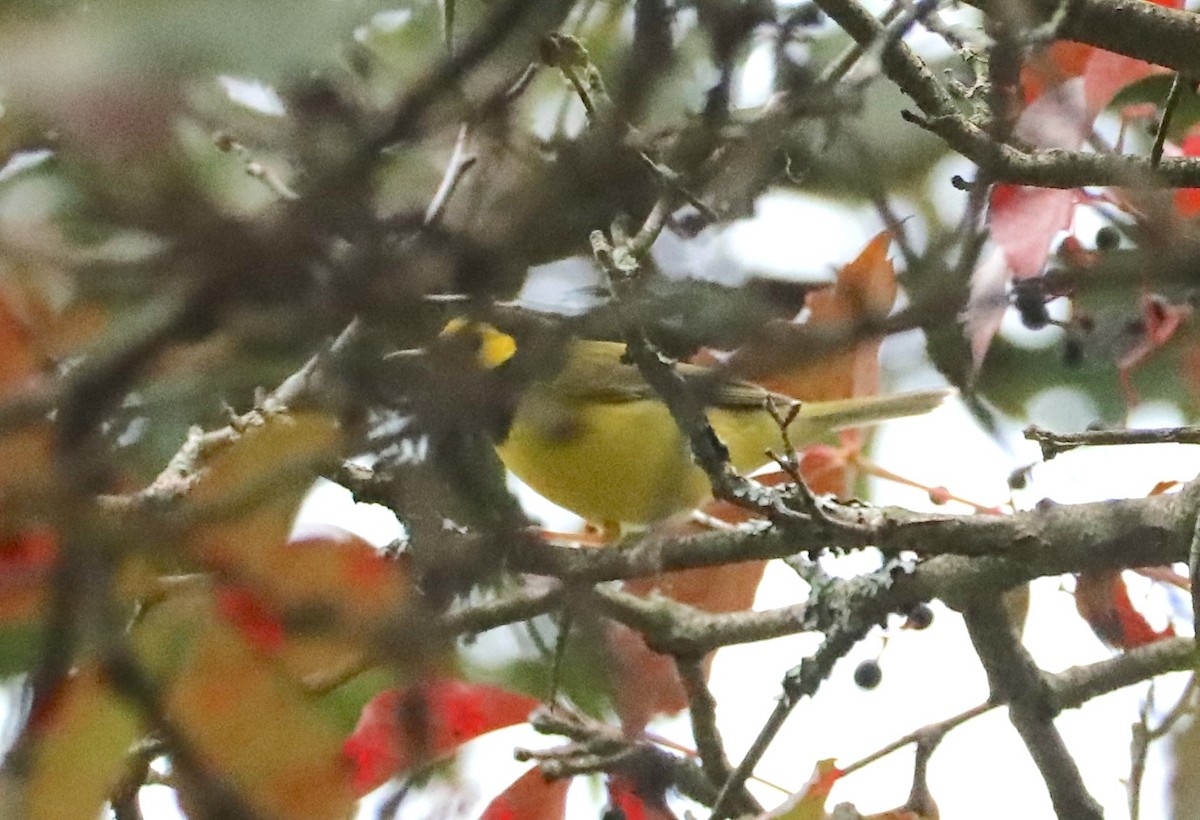 Hooded Warbler - ML642281094