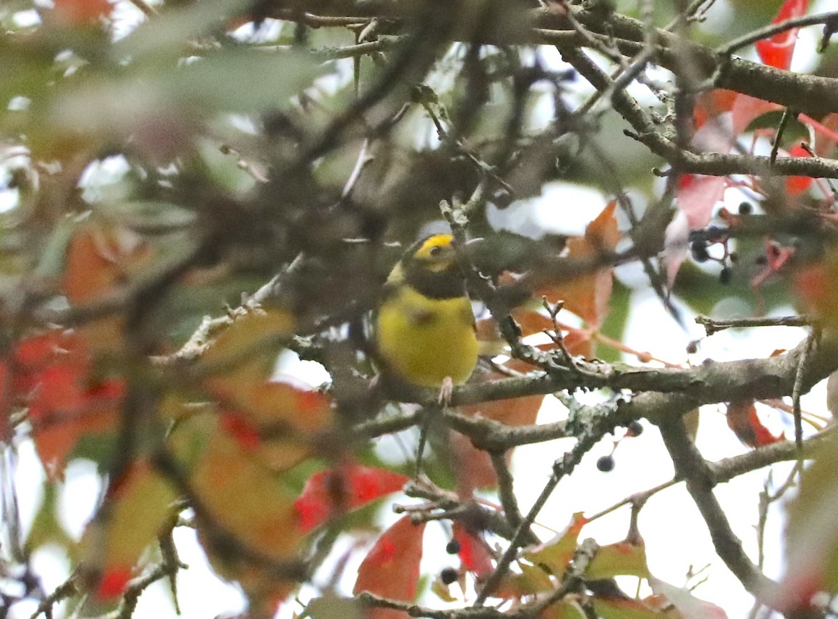 Hooded Warbler - ML642281098