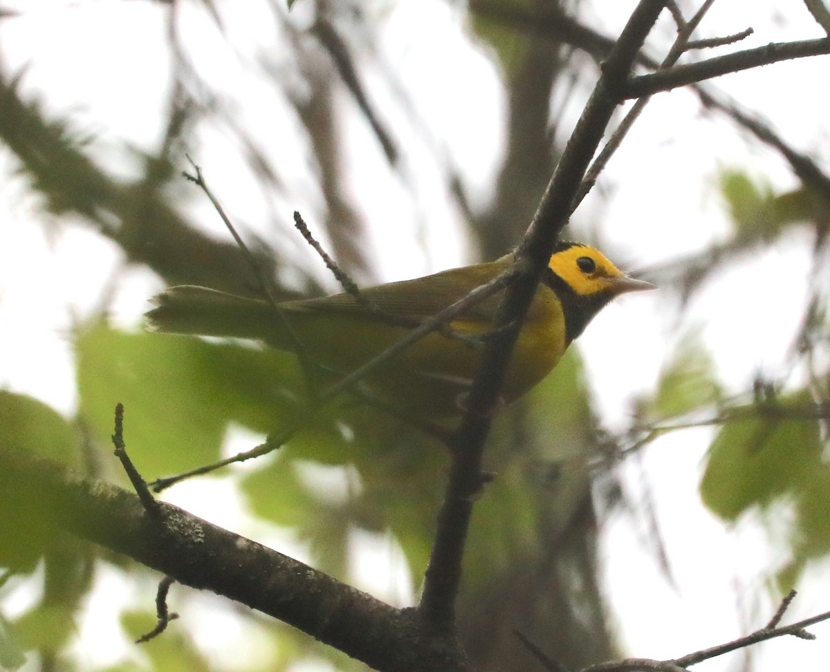 Hooded Warbler - ML642281101