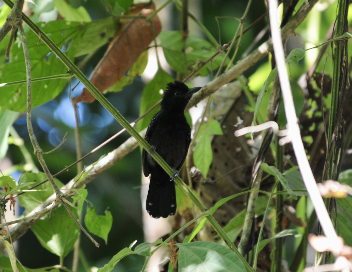 Black-hooded Antshrike - ML642281125