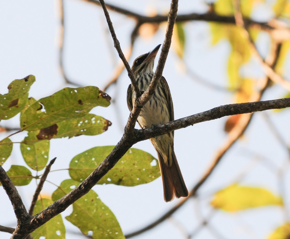 Streaked Flycatcher - ML642281138