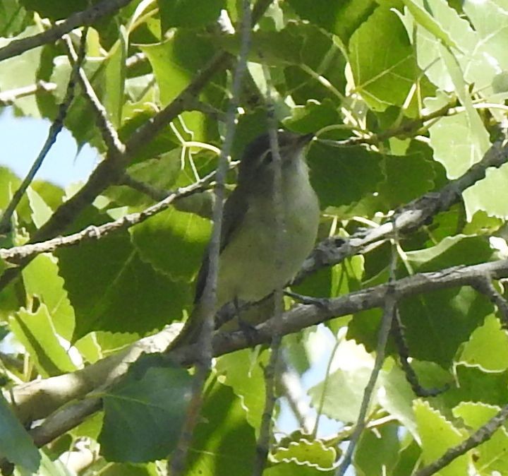 Warbling Vireo - ML642281150