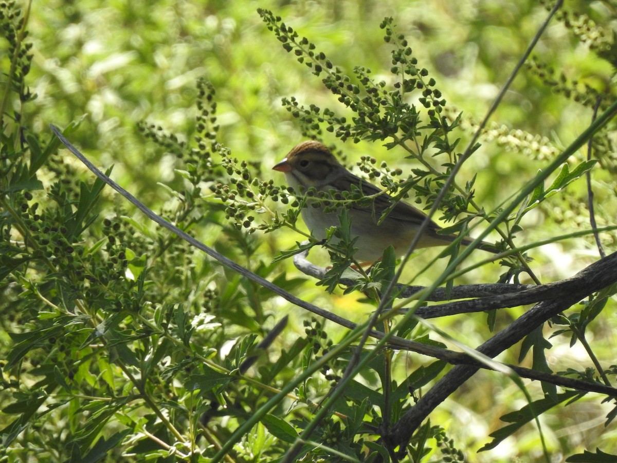 Clay-colored Sparrow - ML642281170