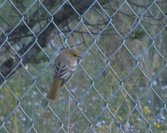 Bullock's Oriole - ML642281174