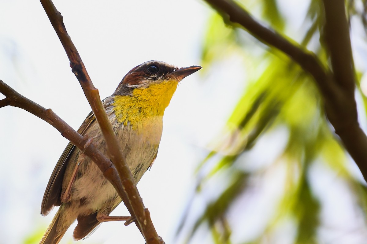 Rufous-capped Warbler - ML642281179