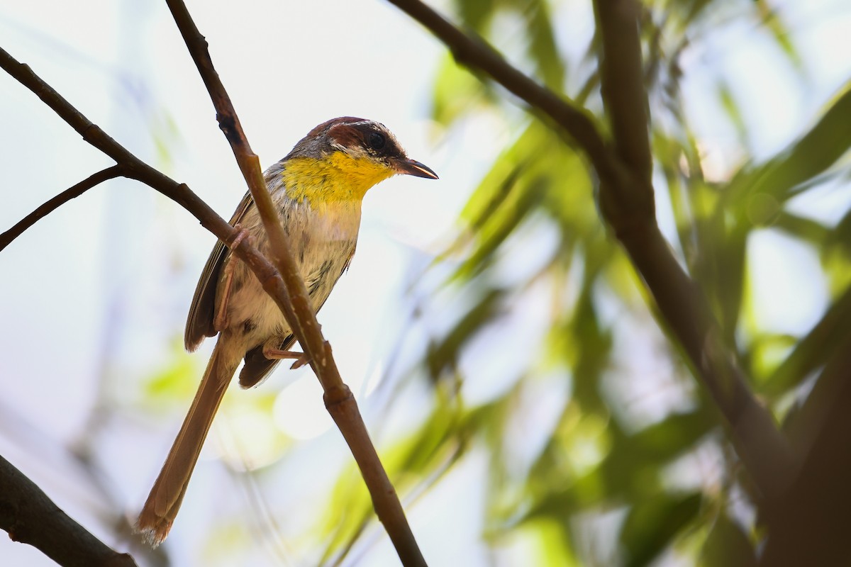 Rufous-capped Warbler - ML642281181