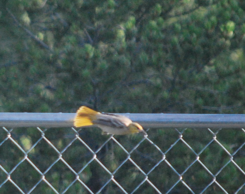 Bullock's Oriole - ML642281193