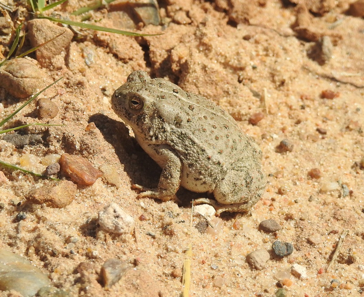 Woodhouse's Toad - ML642281197