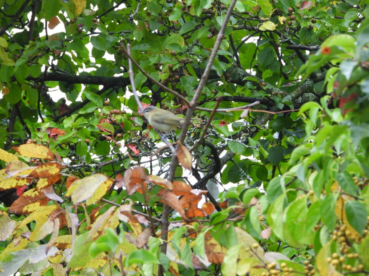 rødøyevireo - ML642281217