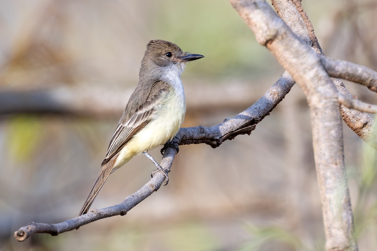 Brown-crested Flycatcher - ML642281225