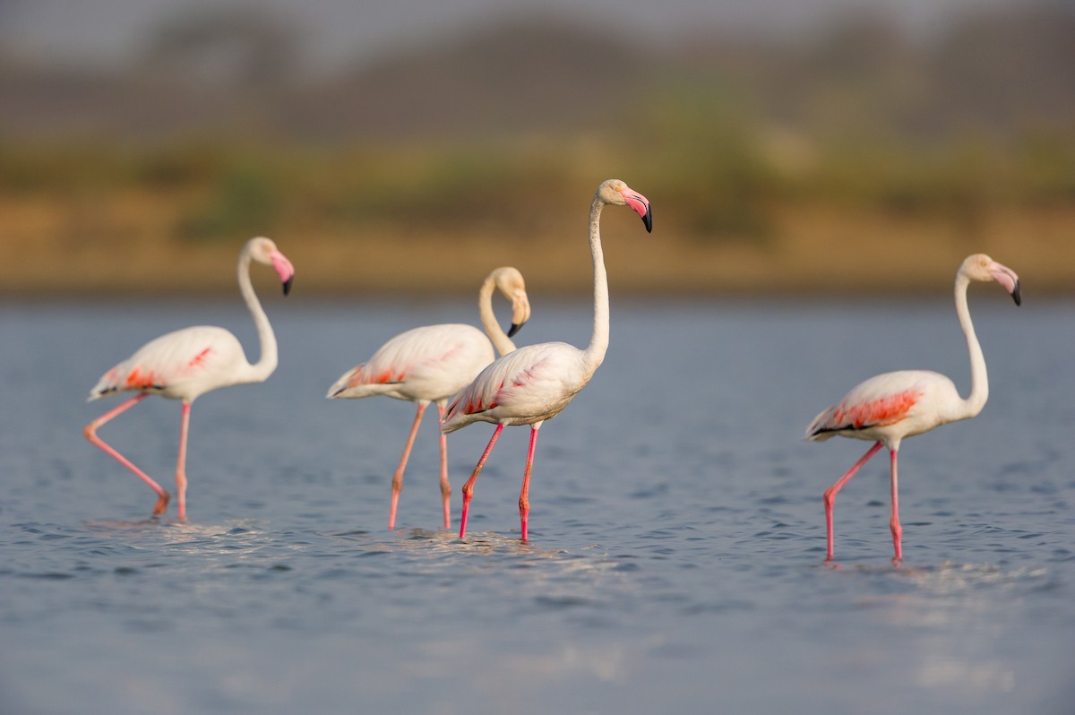 Greater Flamingo - ML642281230