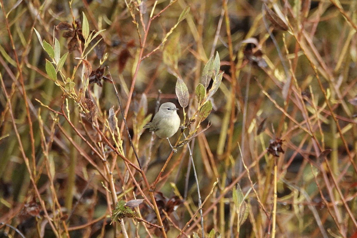 Orange-crowned Warbler - ML642281245