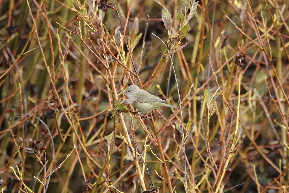 Orange-crowned Warbler - ML642281246
