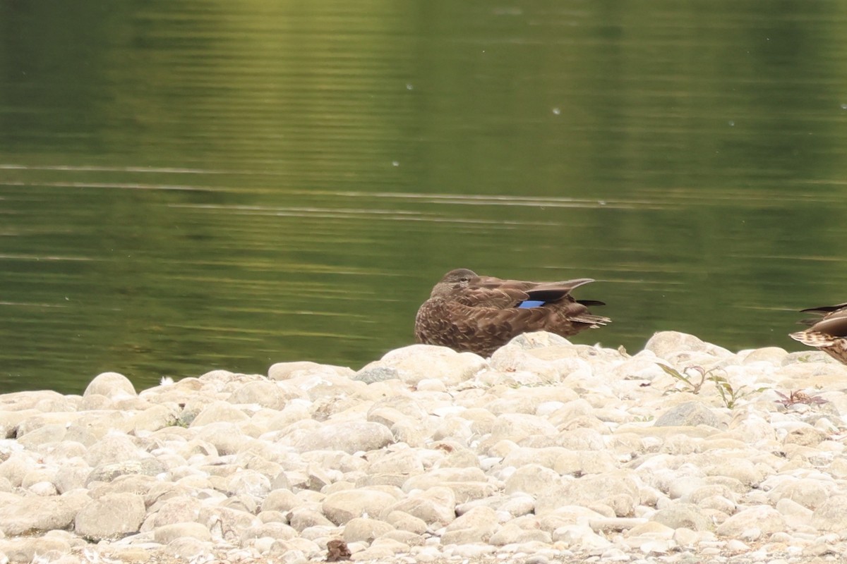 アメリカガモ - ML642281272