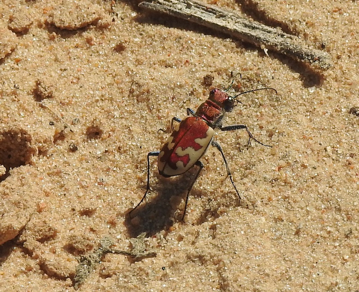 Sandy Stream Tiger Beetle - ML642281283