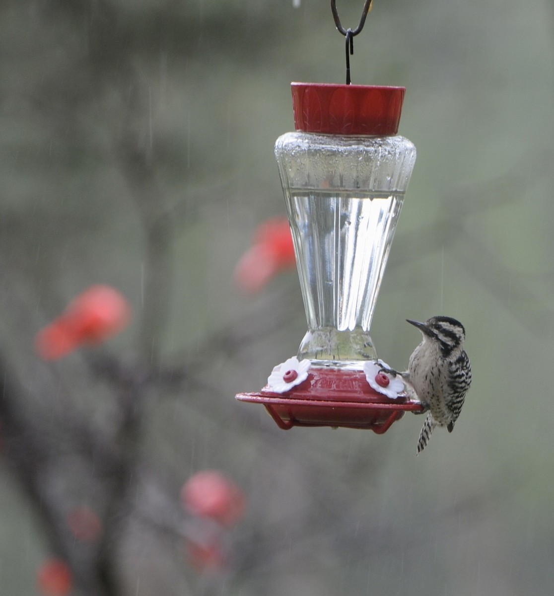 Ladder-backed Woodpecker - ML642281291