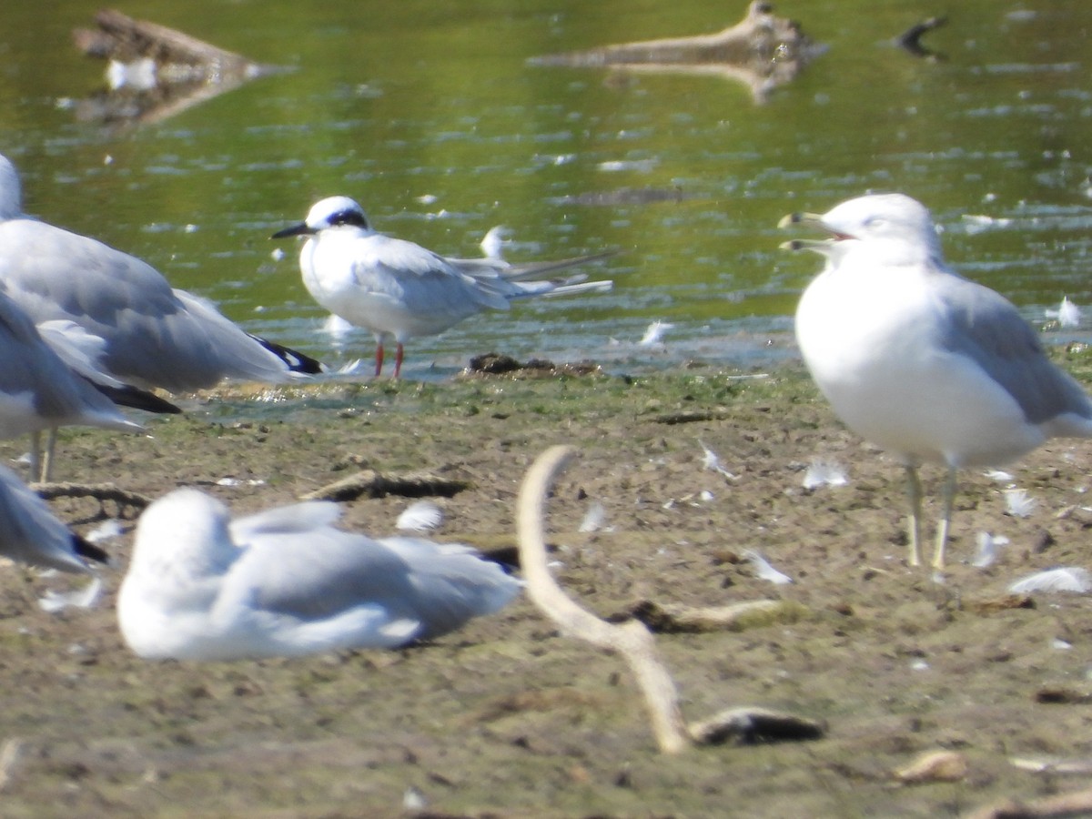 Forster's/Common Tern - ML642281295