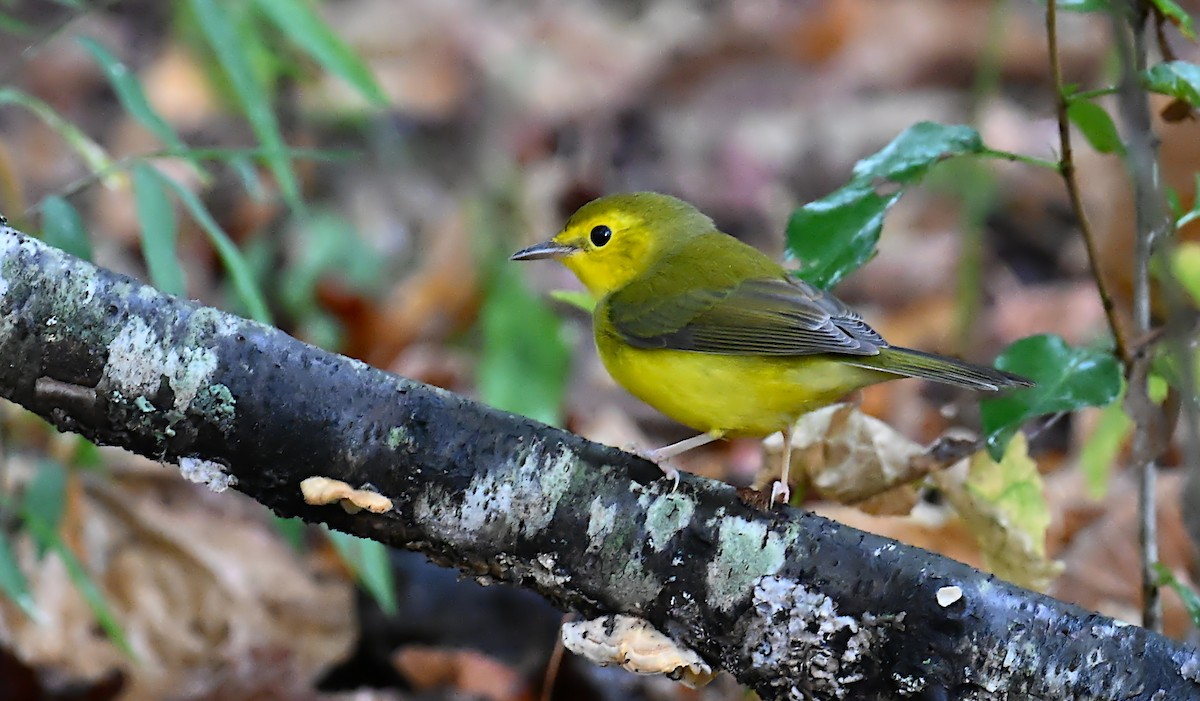 Hooded Warbler - ML642281299