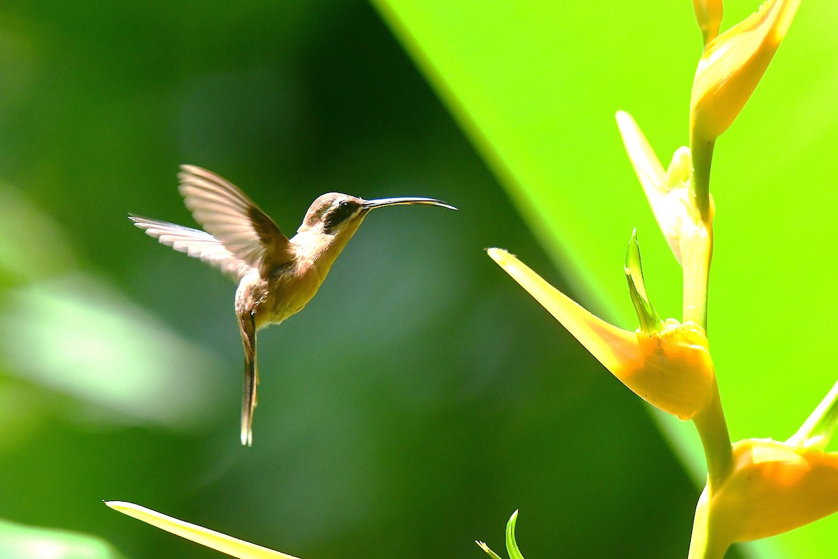 Streifenkehl-Schattenkolibri - ML642281323